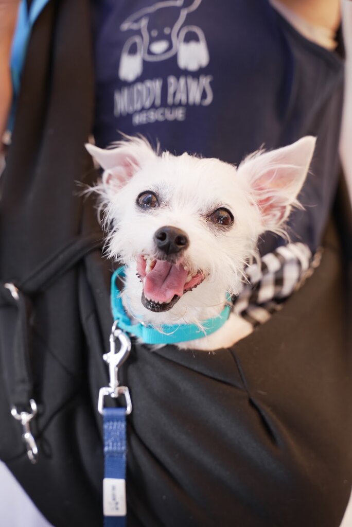 Muddy Paws Rescue in New York, NY