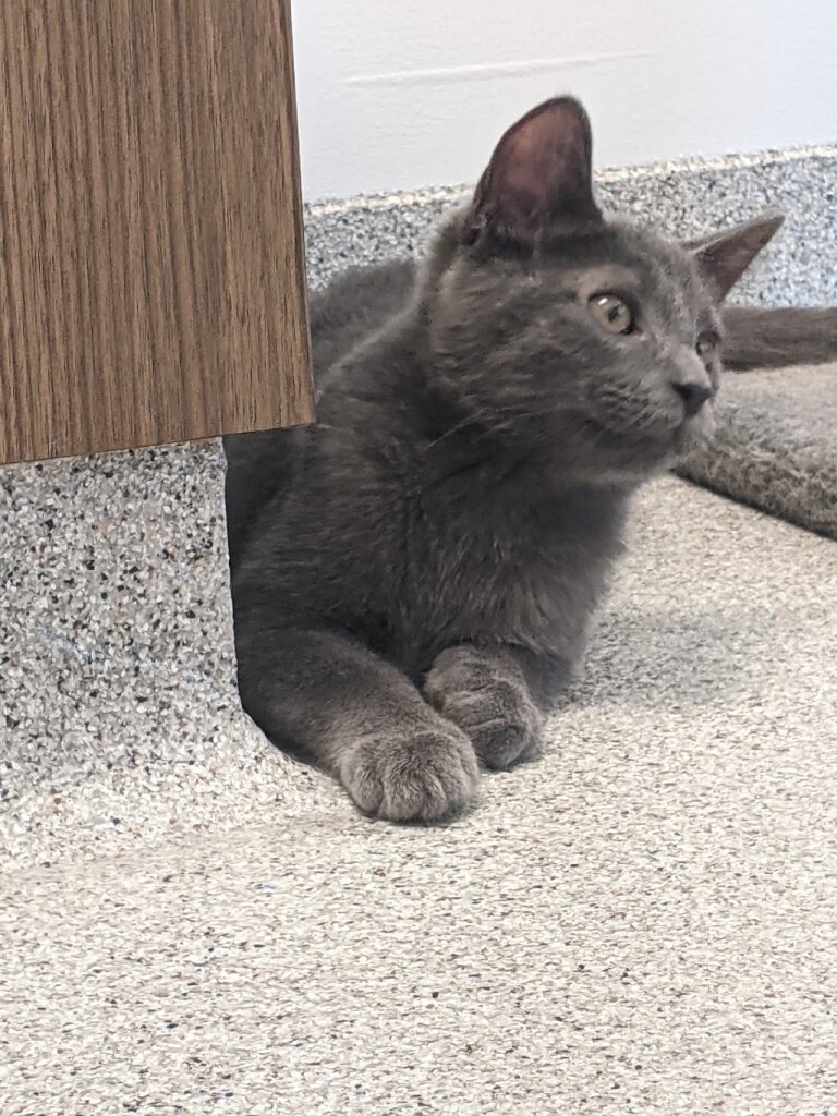 Naperville Area Humane Society in Naperville, IL