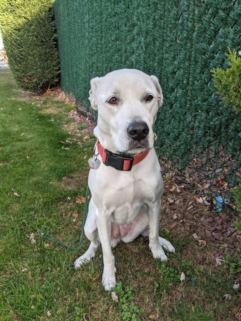 Nassau County SPCA animal shelter in Bethpage, NY