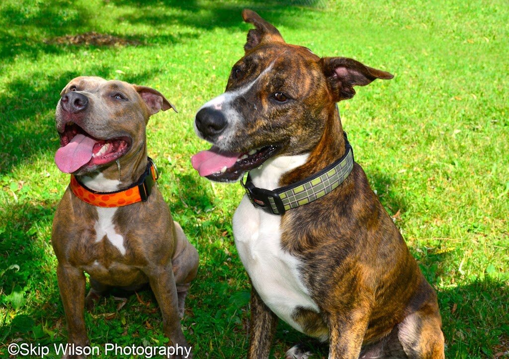 Neenah Animal Shelter in Neenah, WI