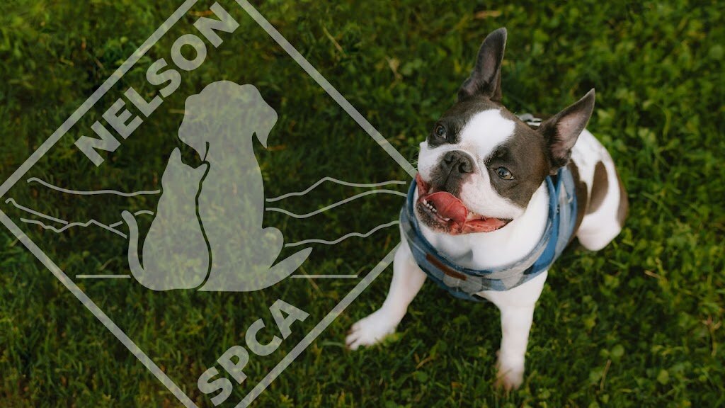 Nelson SPCA - Operating Almost Home Pet Adoption Center animal shelter in Lovingston, VA