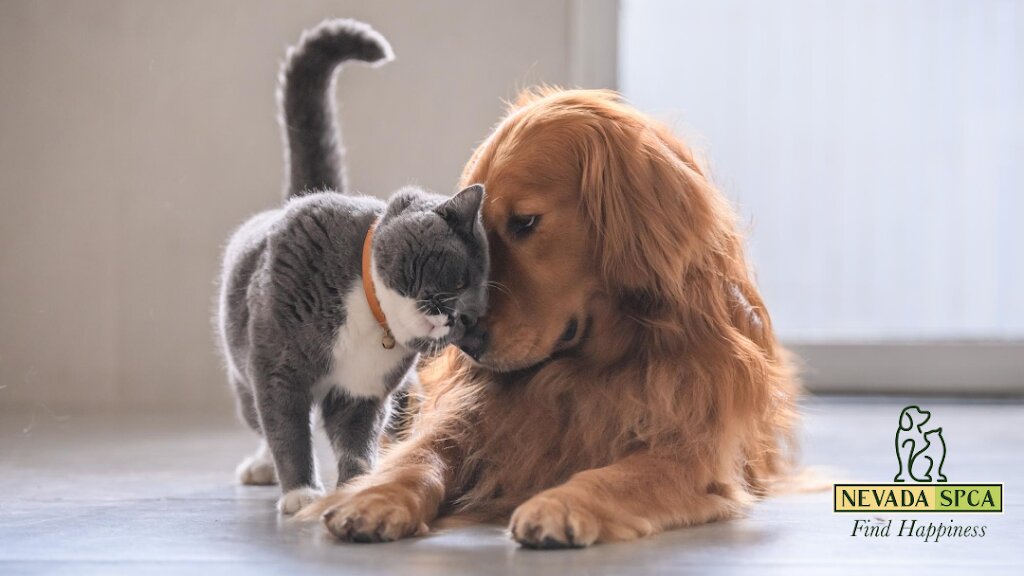 Nevada SPCA animal shelter in Las Vegas, NV