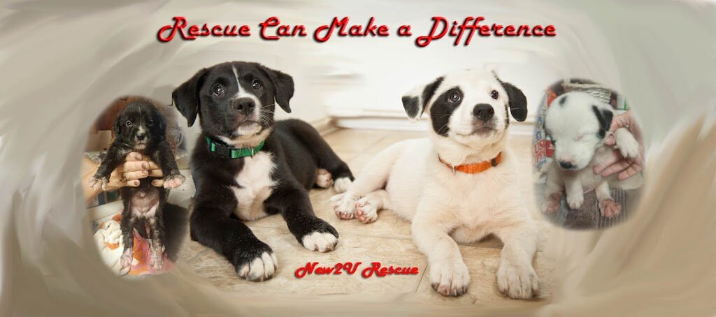New 2 U Rescue in Rochester, NY