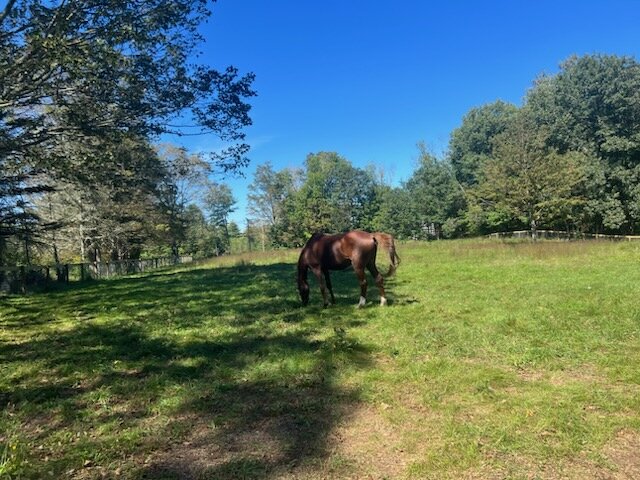 New England Animal Sanctuary animal shelter in Buxton, ME