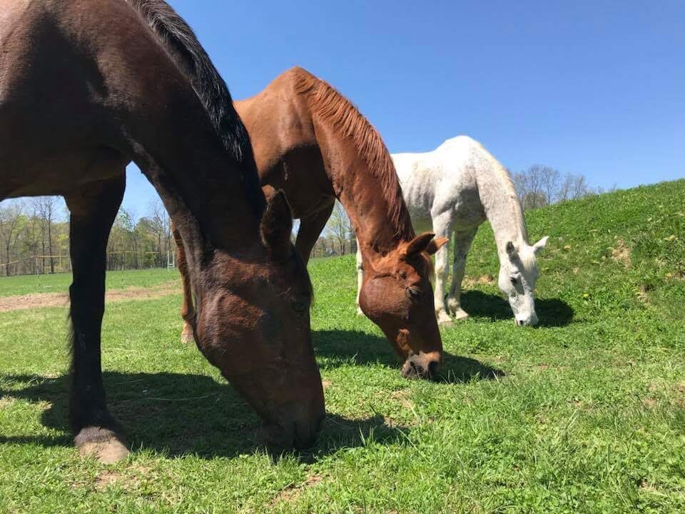 New England Equine Rescue North, Inc animal shelter in West Newbury, MA
