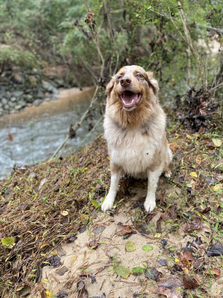 New Spirit 4 Aussie Rescue in Collegeville, PA