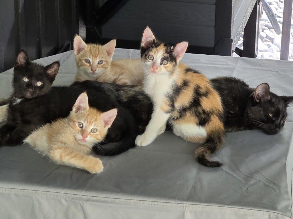 Newaygo County Animal Shelter in White Cloud, MI