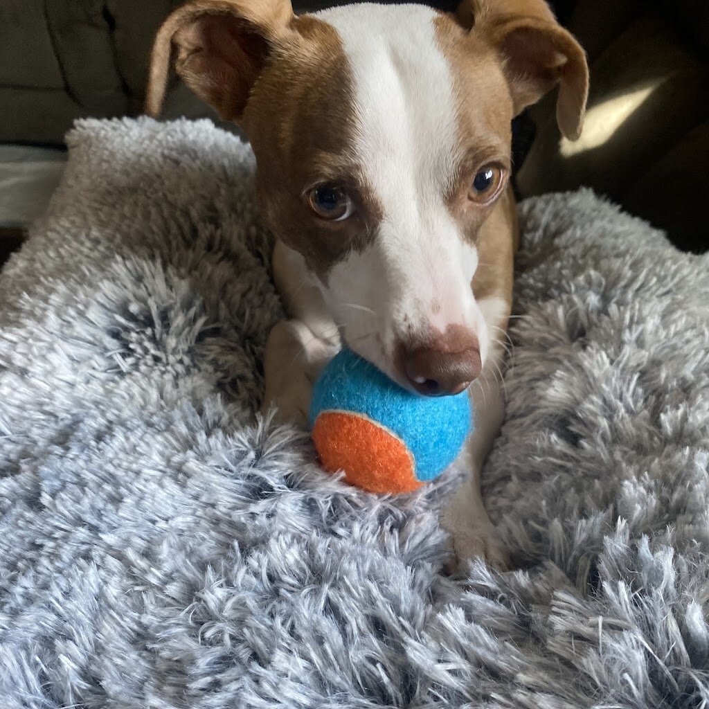 Newport Beach Animal Shelter in Newport Beach, CA