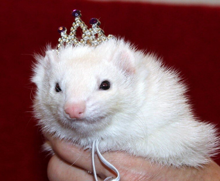 Nirvana Ridge Ferret Rescue animal shelter in Brandy Station, VA