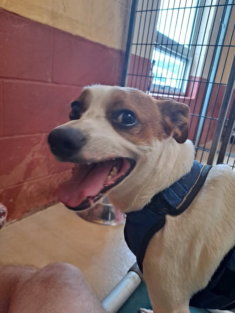 NNHS - New Nodaway Humane Society animal shelter in Maryville, MO