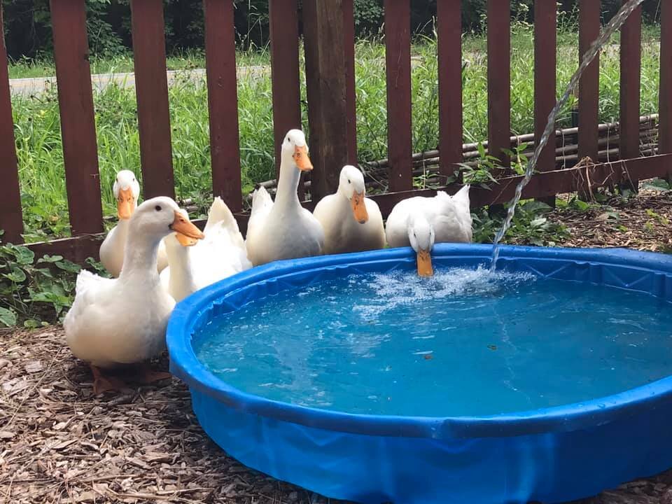 Noahs Ark Animal Rescue in Mathews, VA