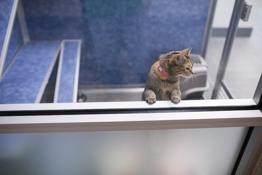 NOCO Humane Larimer Campus animal shelter in Loveland, CO