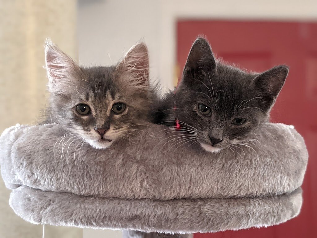 Nocona Lucky Paws Animal Shelter in Nocona, TX