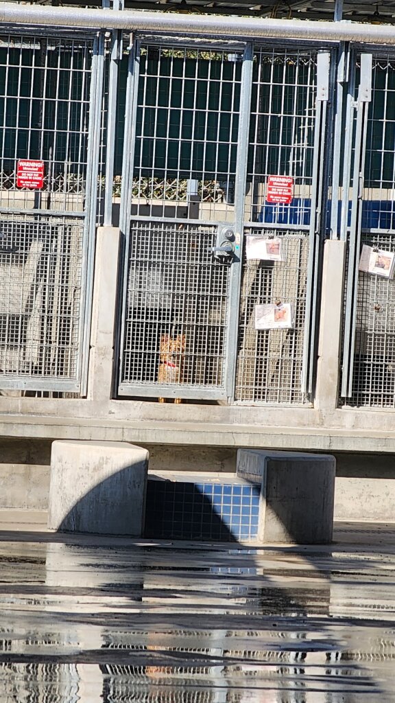North Central Animal Shelter in Los Angeles, CA