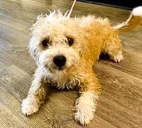 North Myrtle Beach Animal Shelter in North Myrtle Beach, SC