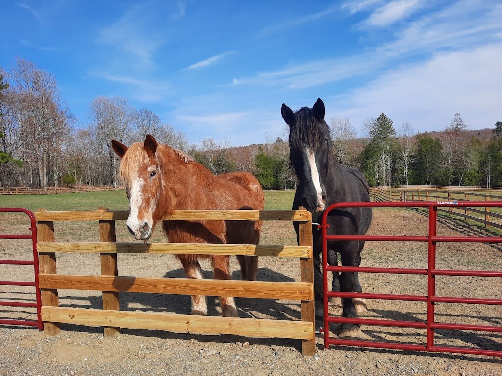 Northeast Equine Sanctuary animal shelter in Albion, ME