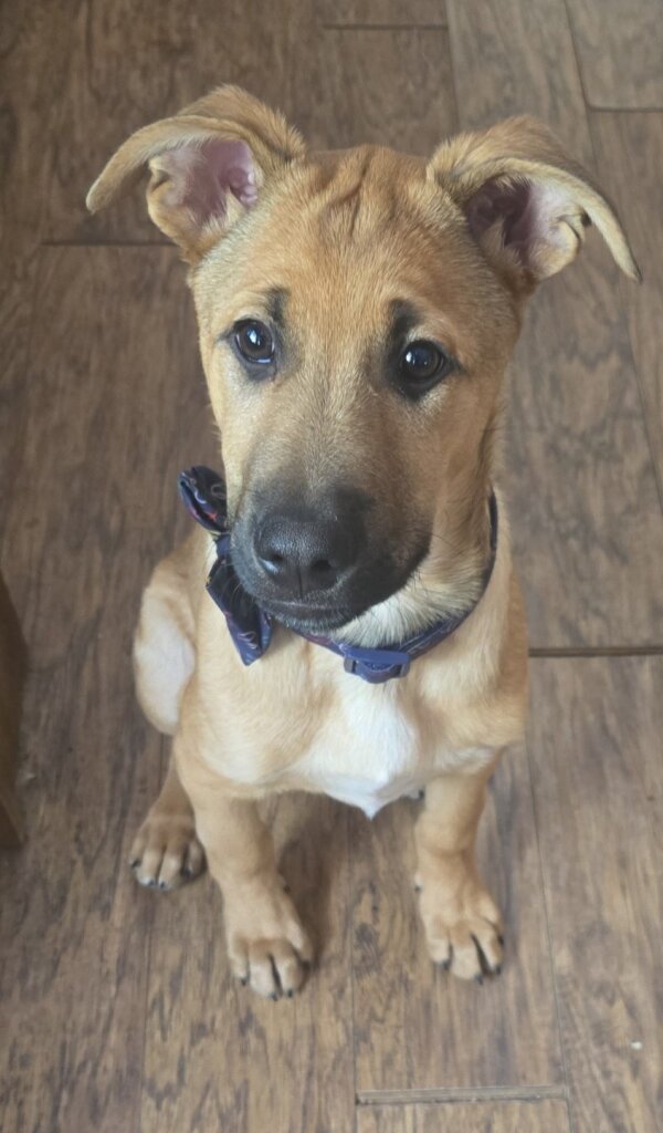 Northern Lakes Rescue animal shelter in Brainerd, MN