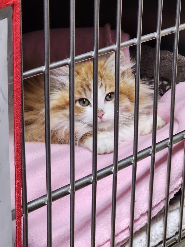 Northwoods Humane Society in Wyoming, MN