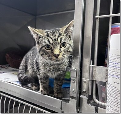 Nottoway County Virginia Animal Shelter in Burkeville, VA