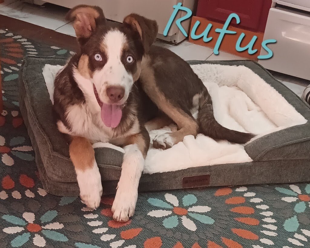 Nye County Animal Shelter in Pahrump, NV