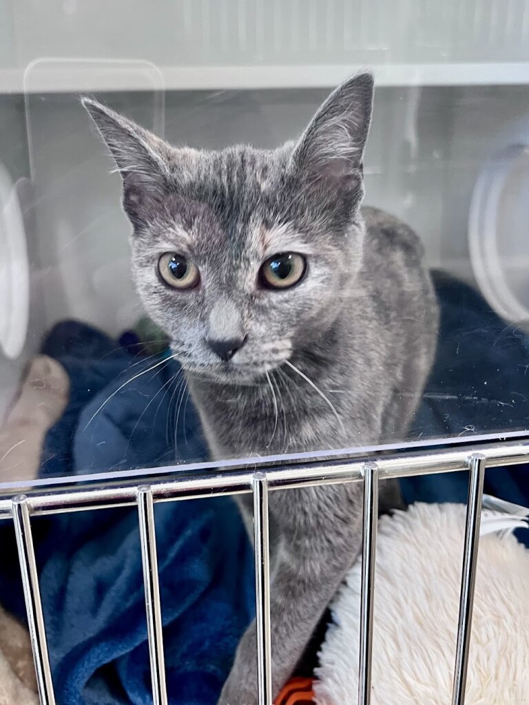 OBX SPCA Dare County Animal Shelter in Manteo, NC
