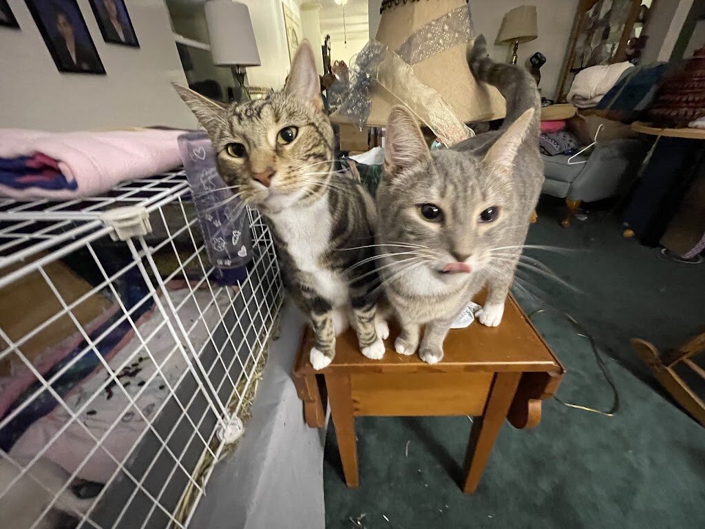 Ohio County Animal Shelter in Triadelphia, WV