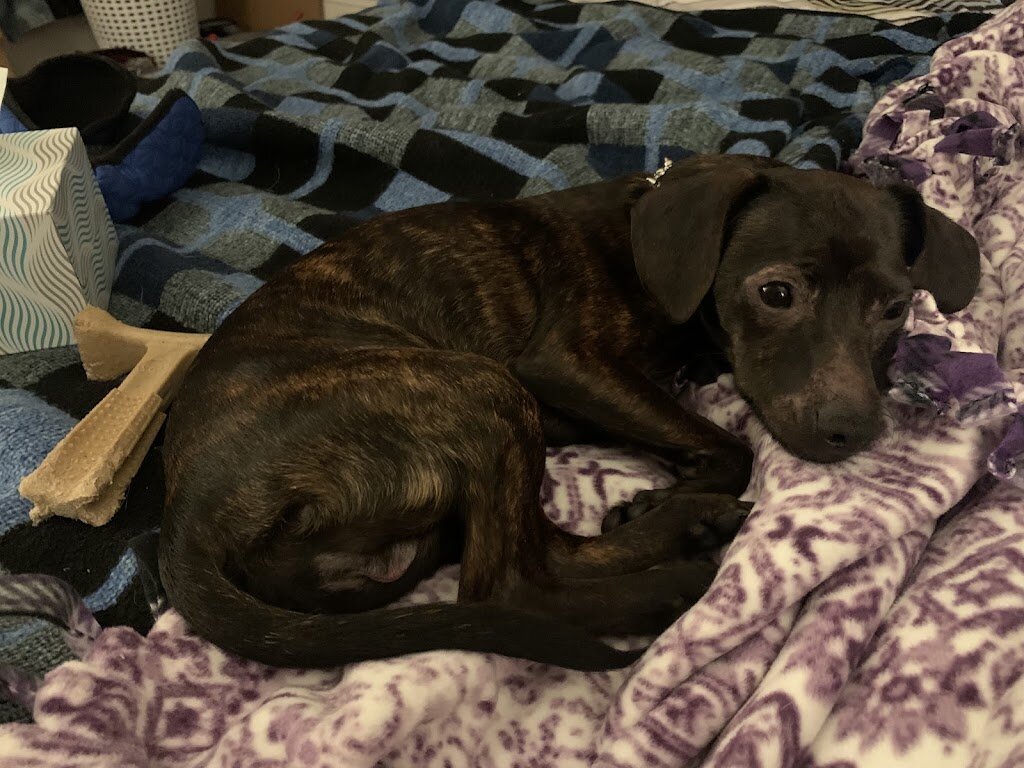 Ohio SPCA animal shelter in Lima, OH