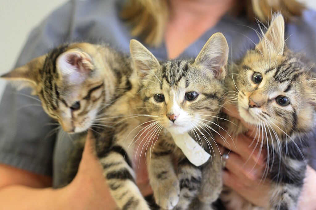 Oklahoma Humane Society in Oklahoma City, OK