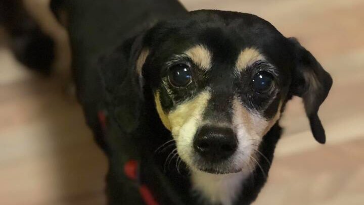 Old Dominion Humane Society animal shelter in Fredericksburg, VA