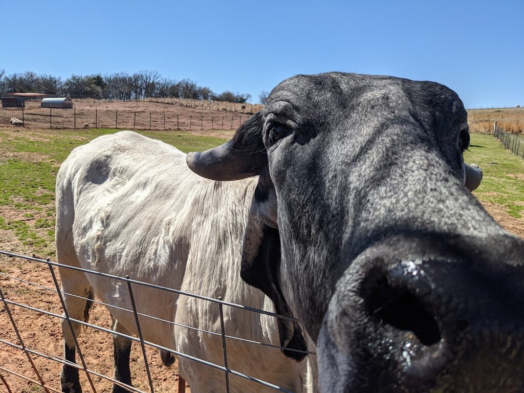 Oliver and Friends Farm Animal Sanctuary animal shelter in Luther, OK