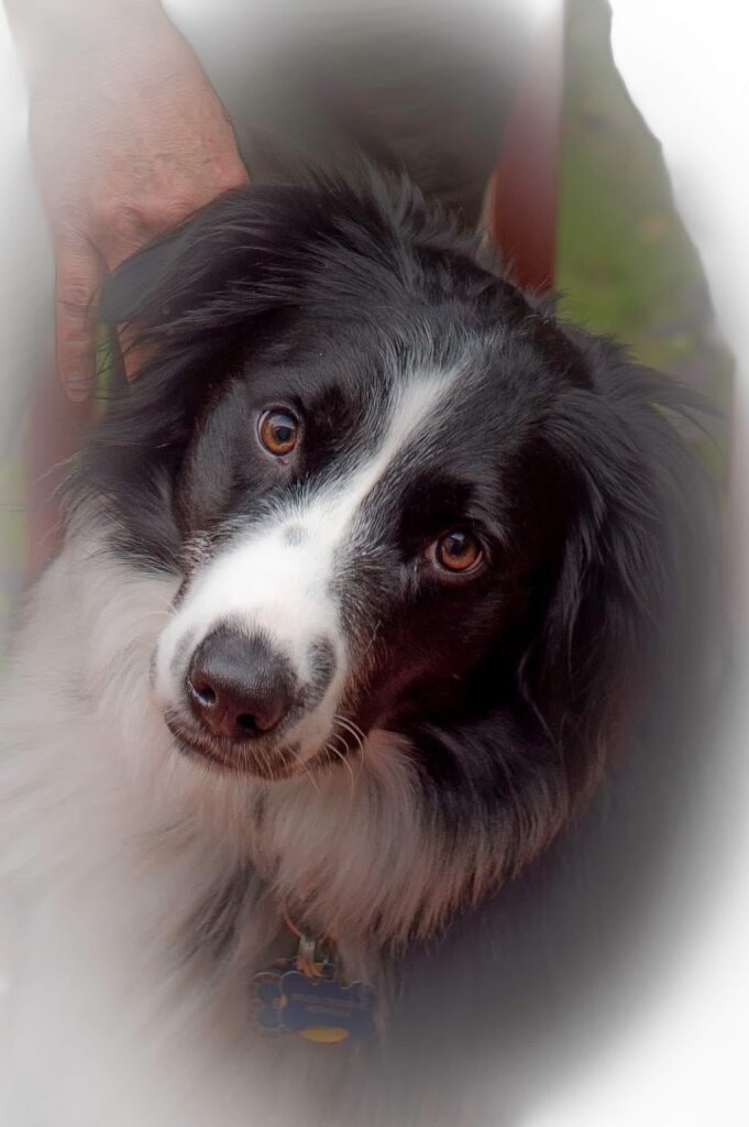 Oneida County Humane Society in Rhinelander, WI