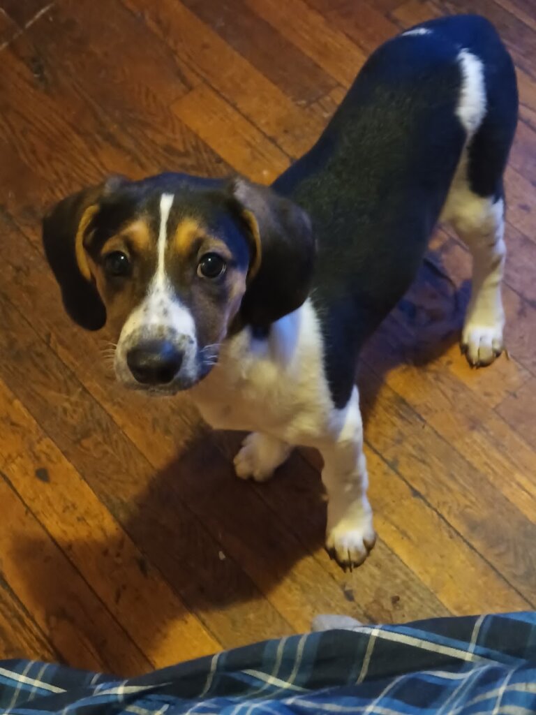Orange County Animal Shelter in Orange, VA
