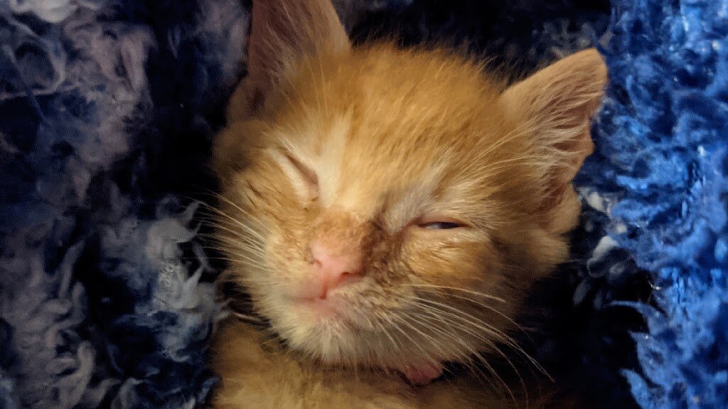 Oregon Coast Small Animal Rescue in Toledo, OR