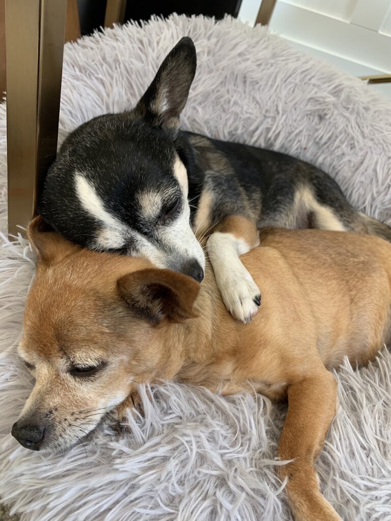 Oregon Friends of Shelter Animals in Hillsboro, OR
