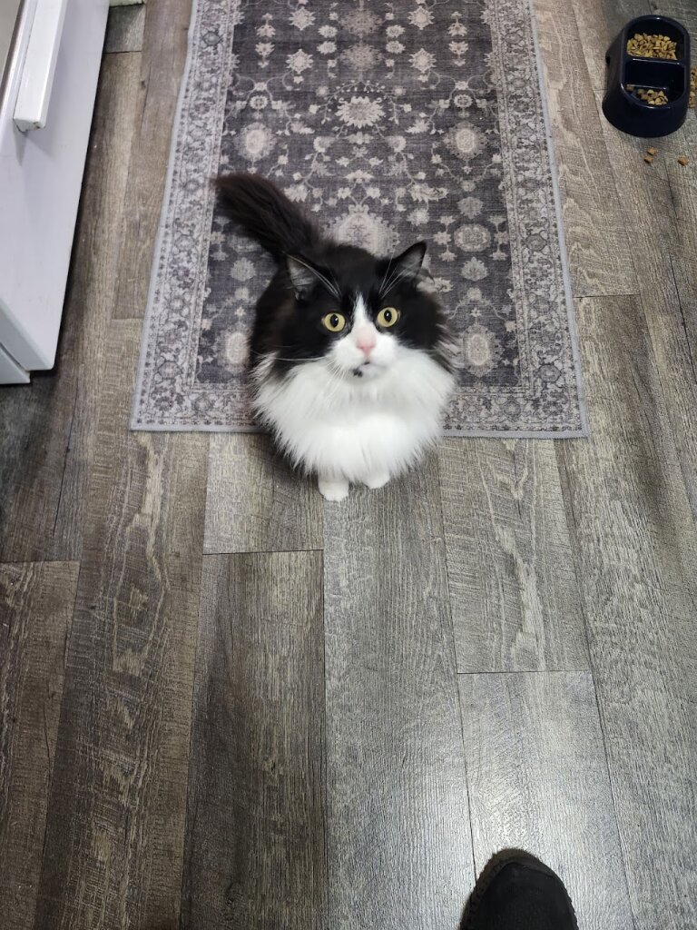 Oshkosh Area Humane Society in Oshkosh, WI