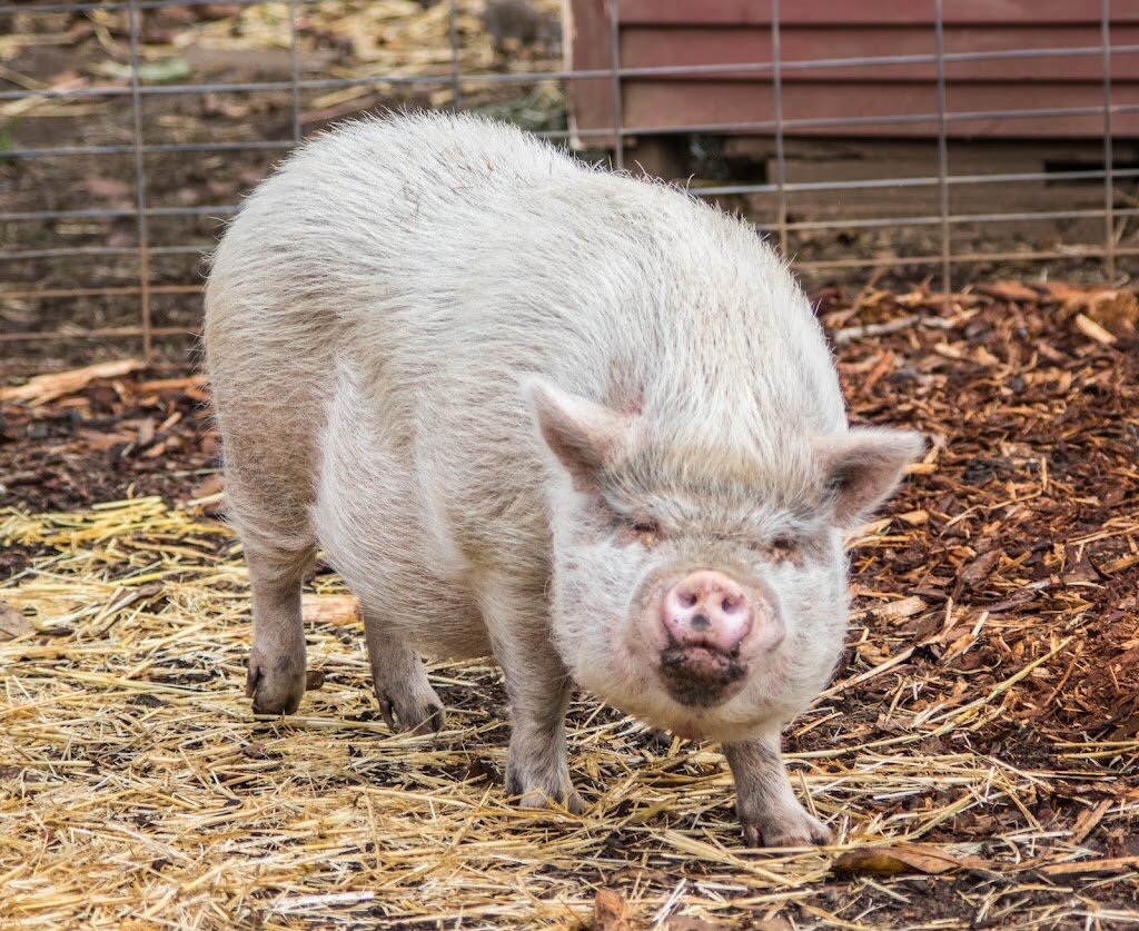 Out To Pasture Animal Sanctuary animal shelter in Estacada, OR