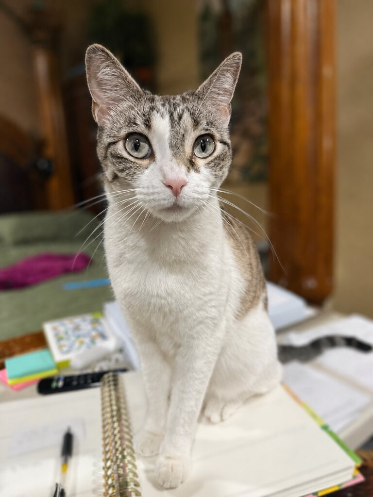 Page Animal Adoption Agency & City Animal Shelter in Page, AZ