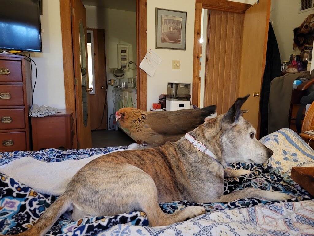 PALS Animal Shelter in Hawk Point, MO