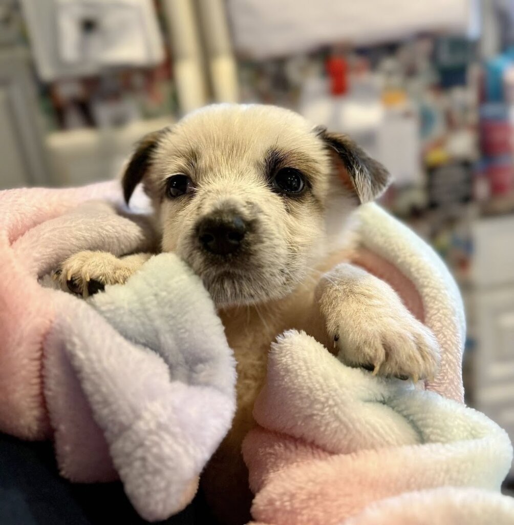 Paradise Animal Rescue in Lapeer, MI