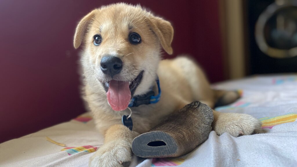 Parker's Animal Rescue in Durango, CO