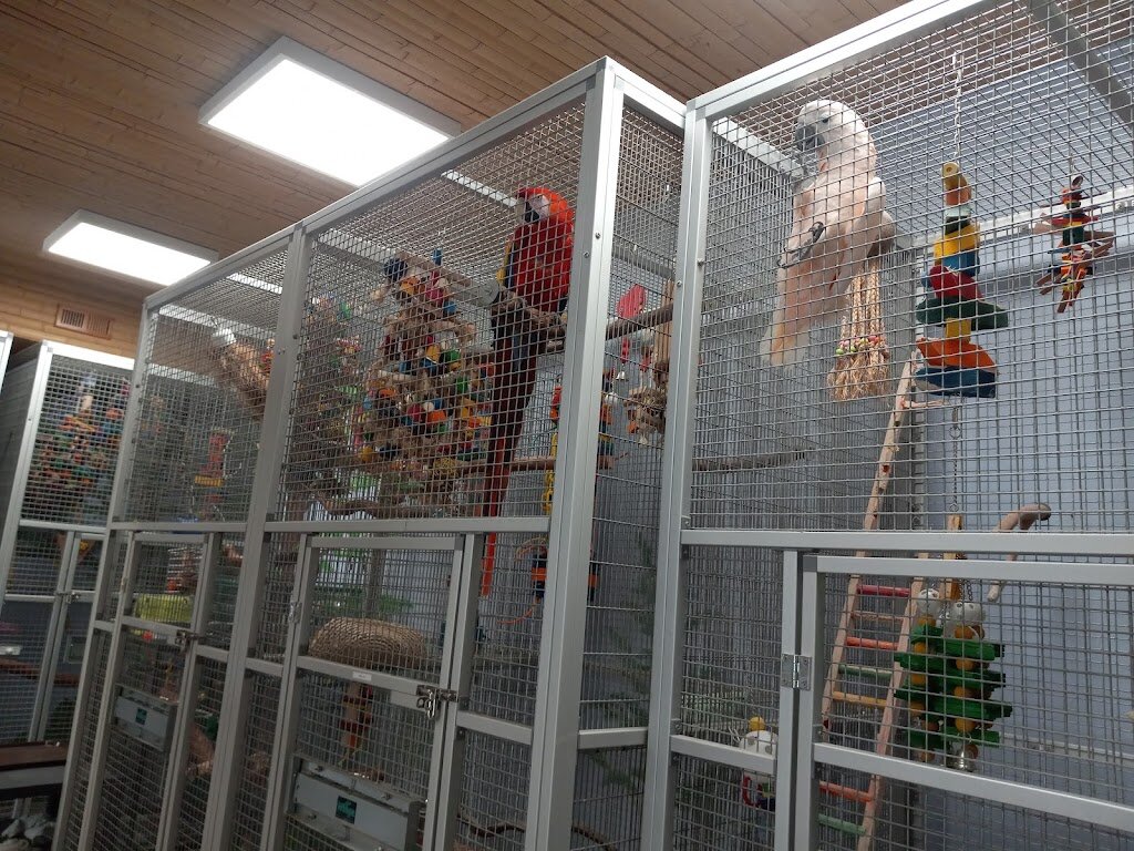 Parrot Hope Rescue in Mantua, OH