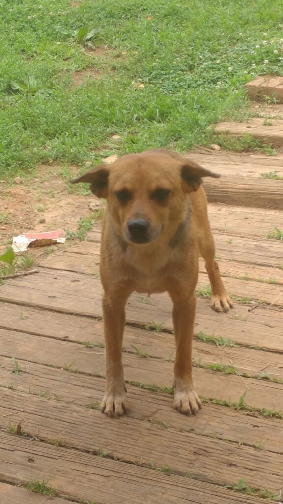 Patrick County Animal Shelter in Stuart, VA