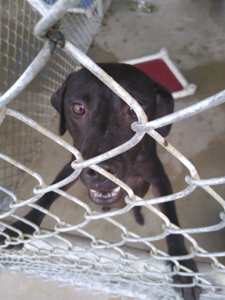 Paw Prints Rescue Center animal shelter in Cleveland, MS