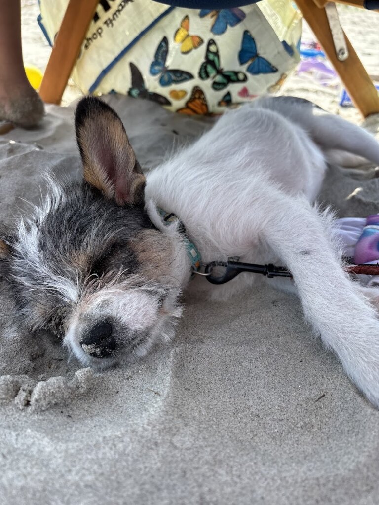 Pawfect Life Rescue in Uxbridge, MA
