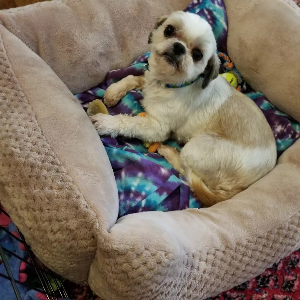 Pawportunities Animal Welfare Service animal shelter in Blue Springs, MO