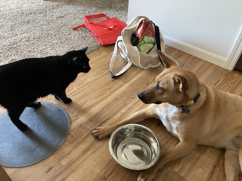 Paws Animal Rescue in Pierre, SD