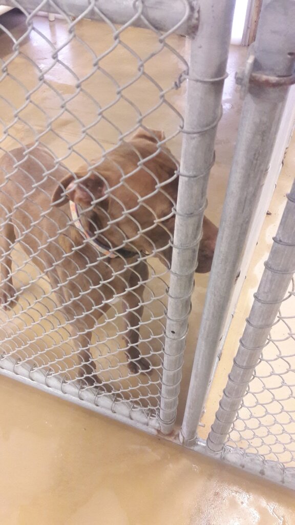 Paws Animal Shelter in Albion, NY