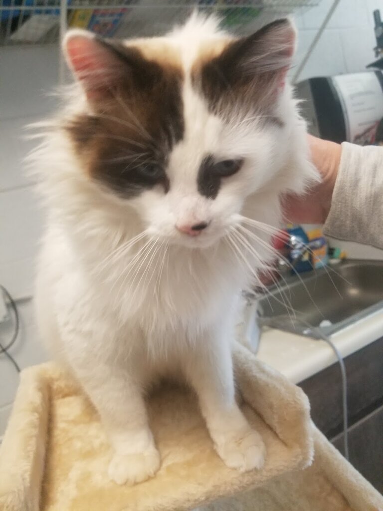 P.A.W.S. Animal Shelter in Bryson City, NC