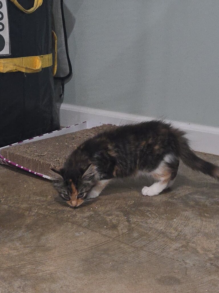 Paws & Claws Rescue animal shelter in Millington, TN