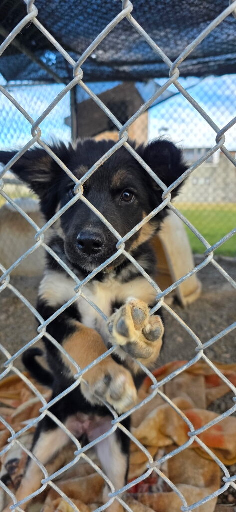 Paws for Life Animal League animal shelter in Riverton, WY